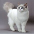 나만고양이없어 이미지