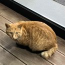 지에스25제주동광점 네이버블로그