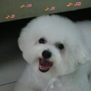 슈슈퍼피 이미지