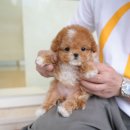 소문난 강아지 이미지