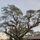 미모사 | ⛳🇵🇭 클락 앙헬레스 미모사 골프장 리얼 후기 – “이 풍경이면 무조건 다시 친다”