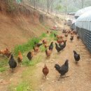 친환경 토종닭 농장 이미지