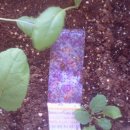 부등 농장 이미지