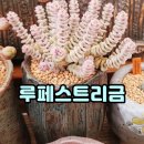 해보와다육이