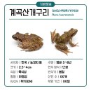 올챙이