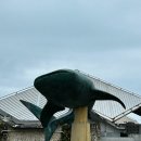 합천-북부-북부 비-02 | 오키나와 북부 츄라우미 수족관 입장료 돌고래쇼 시간 스테이크 맛집 플리퍼 웨이팅