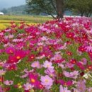 청명세탁 이미지