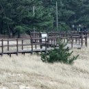 숲속파도소리 이미지