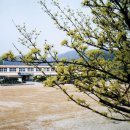 지리산산수유 이미지