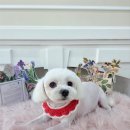 고려 애견 미용실 이미지