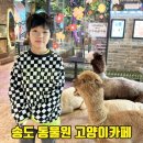 주식회사 테이블에이 고양이카페 | 인천송도동물원 테이블에이 송도 트리플스트리트 고양이카페 카피바라까지