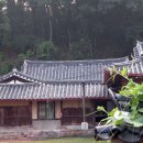 호박넝쿨 이미지