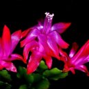 크로스핏 강남 삼성 이미지