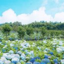 가평 양떼목장 이미지