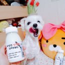 최정언유산양목장 | 강아지 우유 추천, 최정언산양유