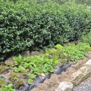 신털뫼1 이미지