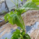 야곱2농장 이미지