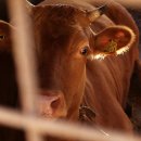 한우사육장 이미지