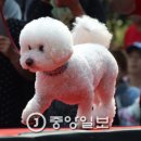 곱슬강아지 이미지
