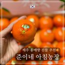 준이네 | 제주 서귀포 올레시장 홍매향 후기 - 준이네 아침농장 택배 리뷰