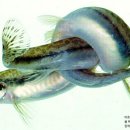 어류도감 이미지
