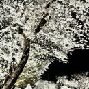 병천천 | [실시간] 천안 북면 위례벚꽃길 밤벚꽃 후기🌸 퇴근하고 다녀왔는데 생각보다 더 좋았어요