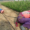 구미농장 이미지