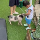 새말안길 | 봉담 아이랑 함께 동물카페 하이애니멀 추천 동물체험카페 방문후기