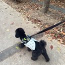 청년피자 교하신도시점 | 느림의 미학🫧