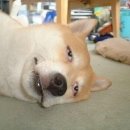 불독복싱 이미지