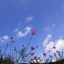 무릉도원 이미지