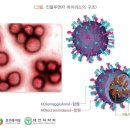 신종플루 대유행. a형 독감 수혜주 총 출동 이미지