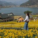 상판저수지(둑 안) | 2박3일 여수여행 : 구례 지리산치즈랜드 다녀온 후기(수선화 개화)