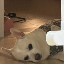 롯데프레시시흥 | 별거없는 나의 일상덜