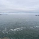 몰운대꼼장어 Daum카페