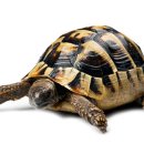 아우름 동물병원 이미지