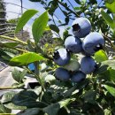 야곱농장2 이미지