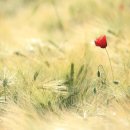 택견 | 택견 속 신체 단련과 예절 정신