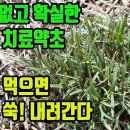 환삼덩굴(율초)--양약보다 뛰어난 혈압치료제, 혈전을 없애 심근경색·뇌졸중등 혈관질환을 예방하고, 위를 건강하게 해주며, 기관지와 폐를 이미지