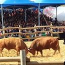 충북 보은 가볼만한곳 보은대추축제 소싸움 풍성하게 이미지