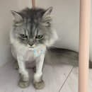 즐겨찾냥 | [즐겨찾냥] 처인구 고양이 무마취 미용 추천 | 예민킹 장모 고양이 🐈 2마리 이뿌게 박박 밀었습니다.