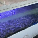 삼동로40번길 | 아산 터미널 맛집 거산구이: 온양온천랜드 근처 맛집