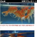 이 나라는 국민을 죽이려는 나라냐?? 살리려는 나라냐??? 일본방사능폐기물 시멘트? 수입 이미지