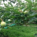 향단농장 이미지