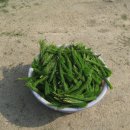 솔잎이슬 이미지