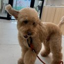 무드앤독 이미지