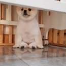 아지발바닥 이미지