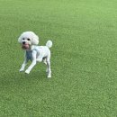 안충기 애견스쿨 | 천안 애견 카페 펫프닝타운 후기