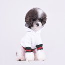 명품애견 이미지