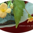 오렌지정원 이미지